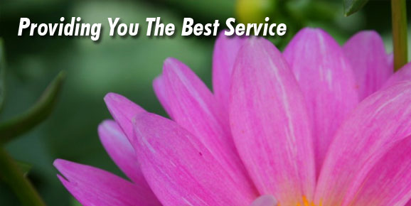Providing You The Best Service